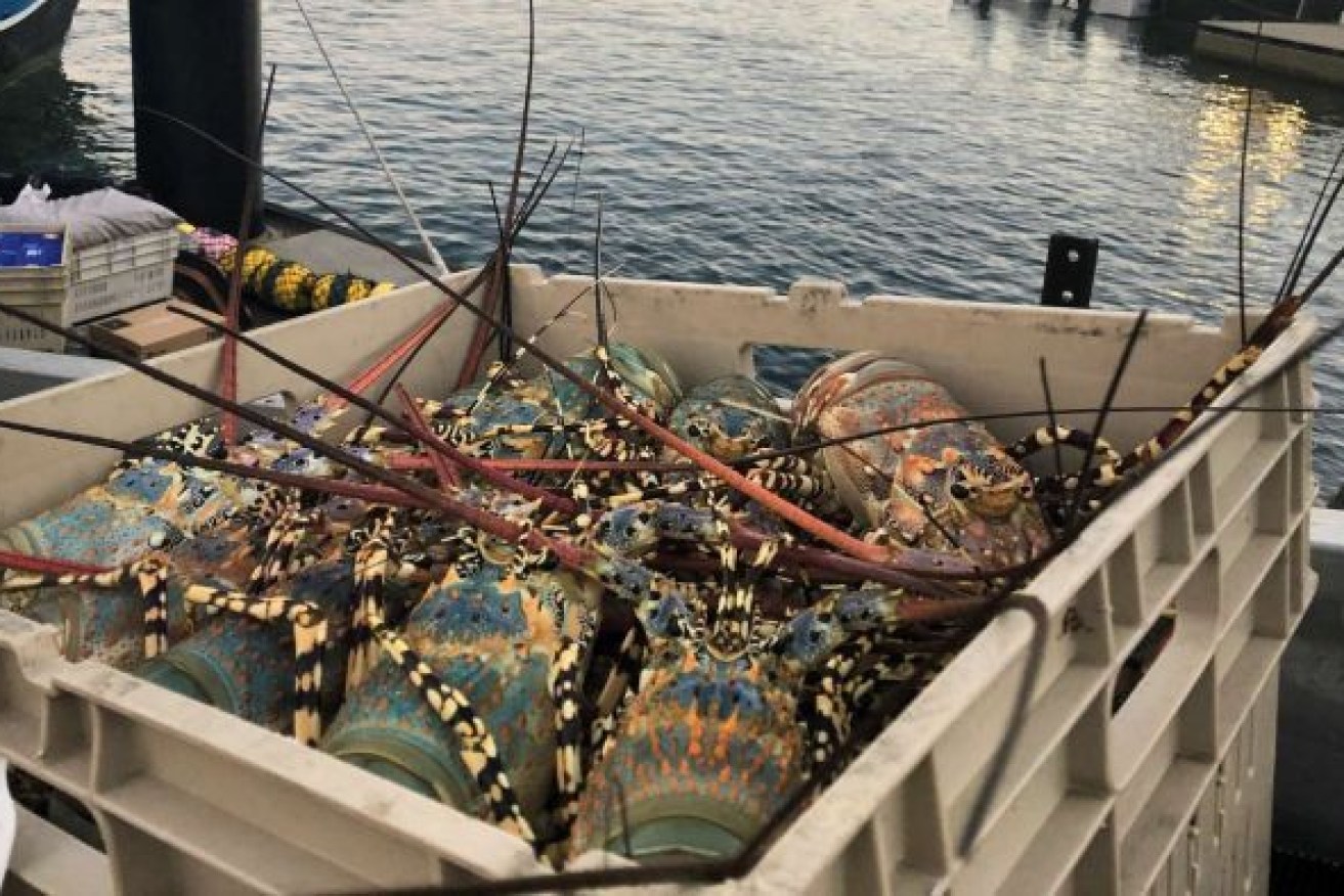 Rock lobsters continue to gather strength in North Queensland amid declining growth for the industry nationally. Photo: ABC