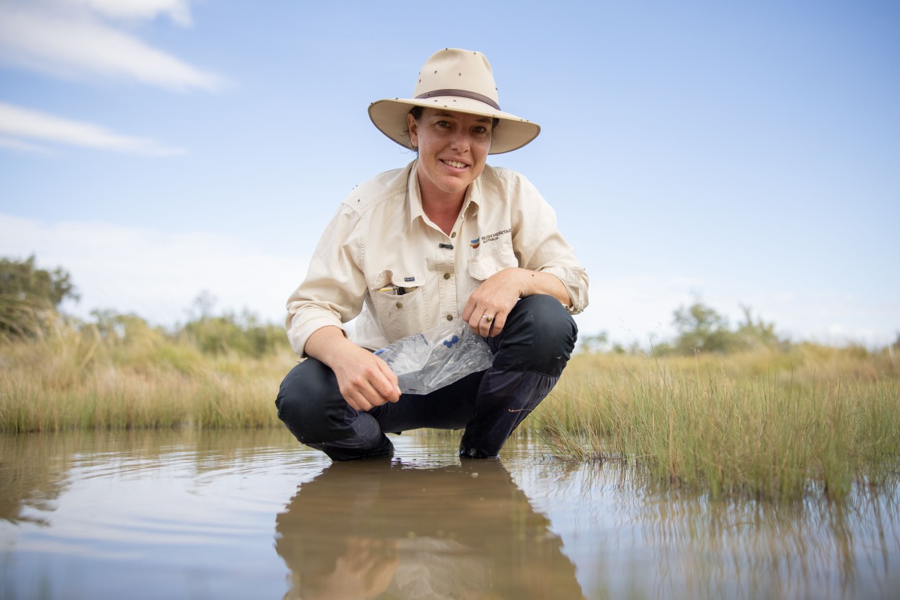 Freshwater ecologist Dr Pippa Kern, from Bush Heritage Australia, releases the endangered fish near Longreach.