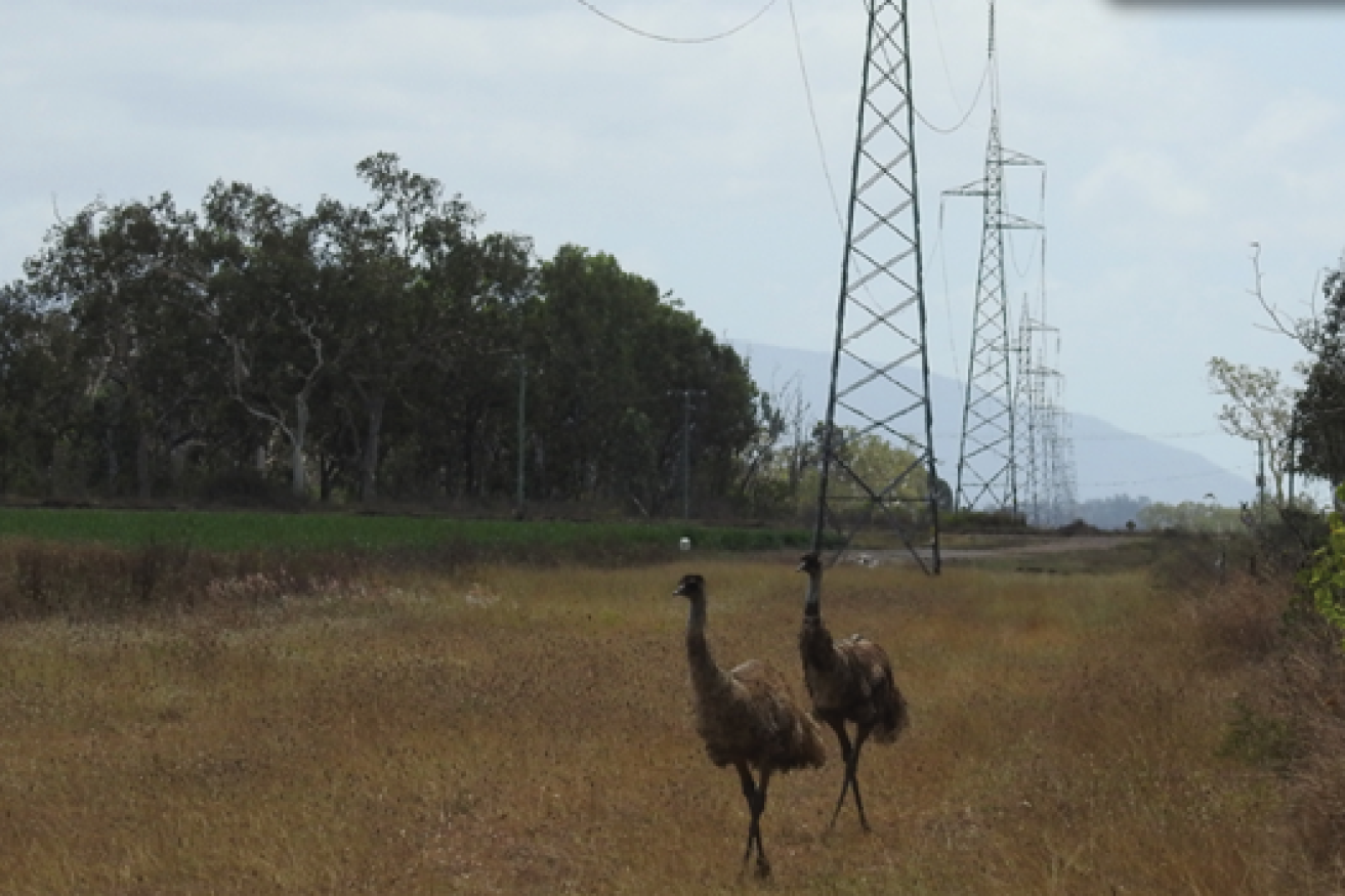 Powerlink's transmission network covers Australia's most decentralised and disaster-prone state. (Photo: Powerlink)