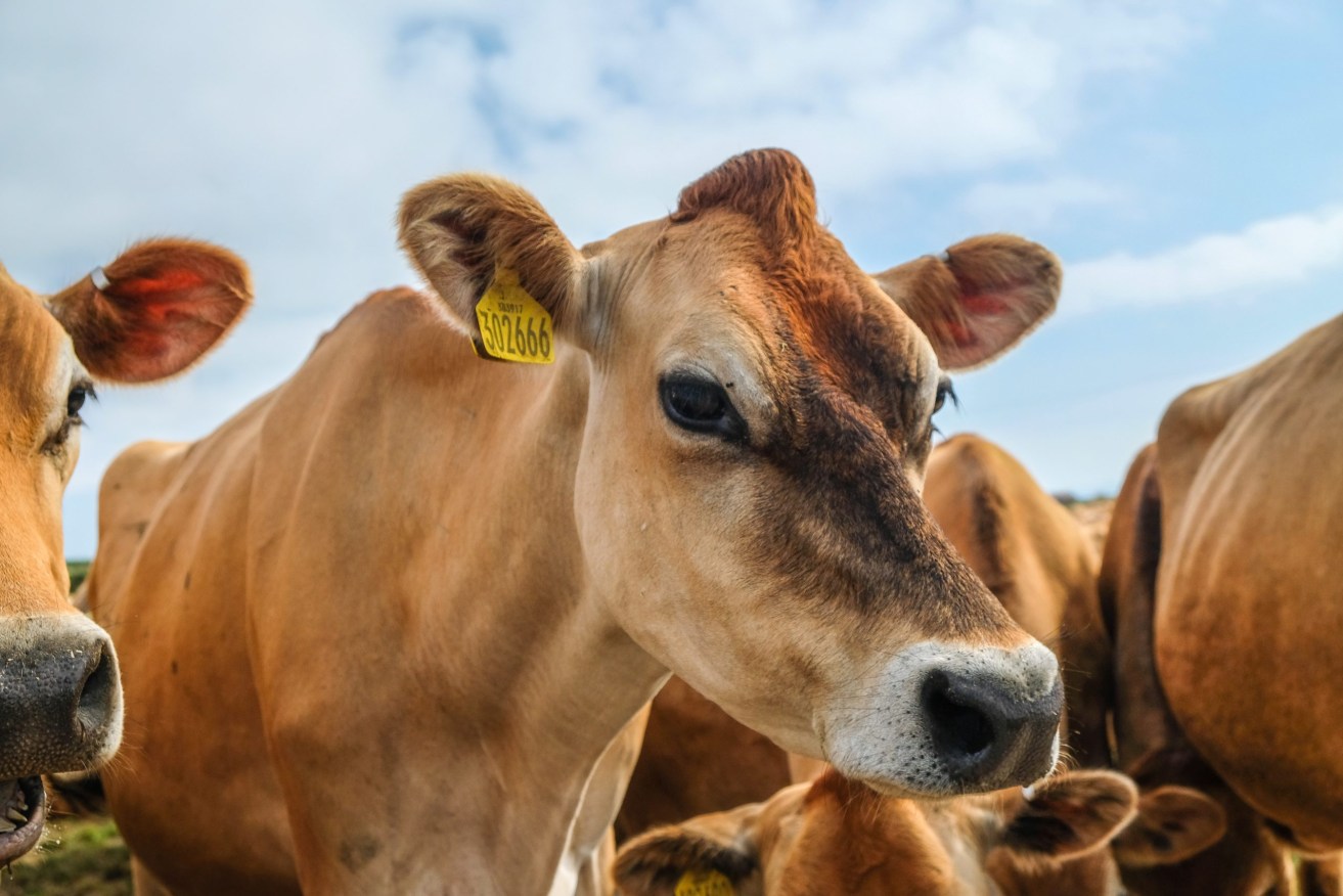 Excluding agriculture from emissions targets would put Australia in line with New Zealand's net zero by 2050 plans, which places a lower target on reducing methane levels. Photo: Sean McGee/Unsplash
