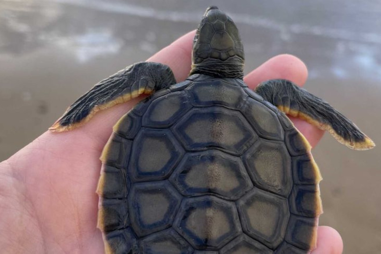 The Department of Environment and Science says several flatback turtles have washed up on central Queensland beaches after eating plastic. Photo: DES