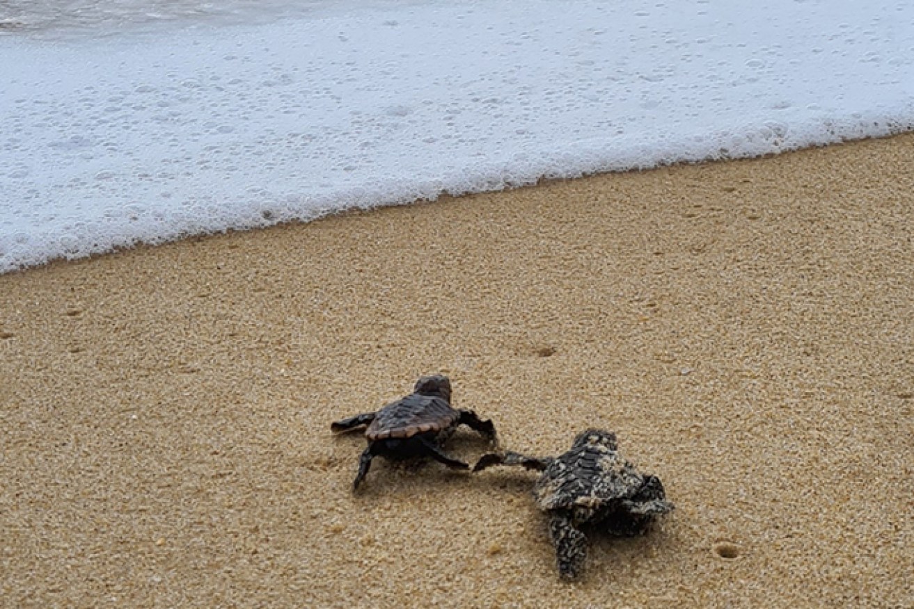 Mystify's hatchlings entering the ocean. (Image: supplied)