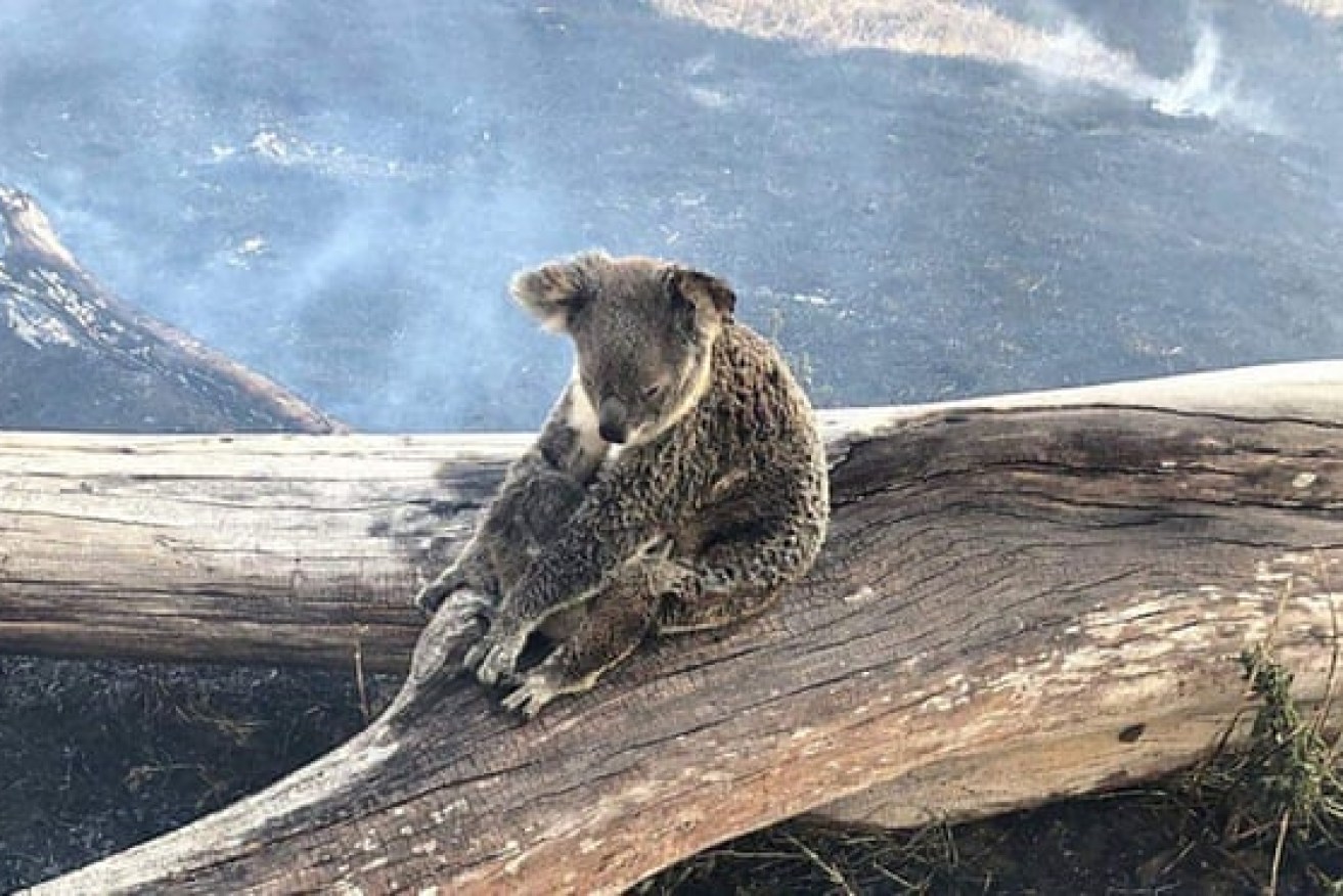 A koala and her joey were rescued by firefighters close to Binna Burra Lodge (pic: Jimboomba Police)