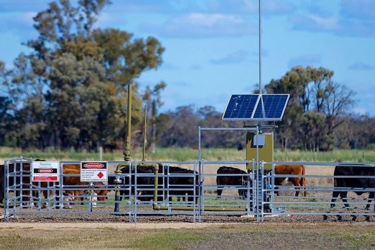 Multiple CSG wells can be widely spread across cattle and grain properties. Photo: ABC licensed