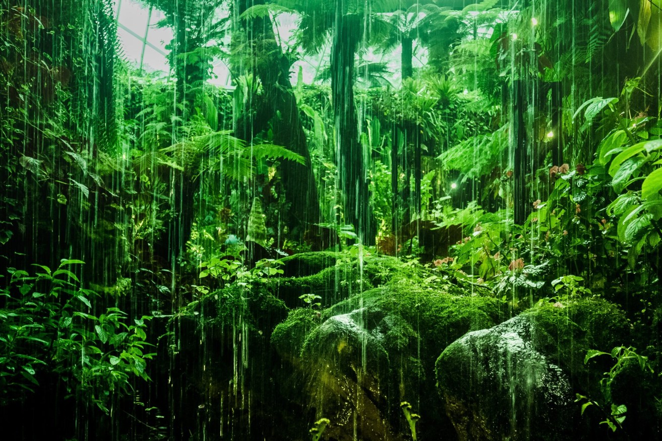 Rainforests could holdthe key to cancer treatment