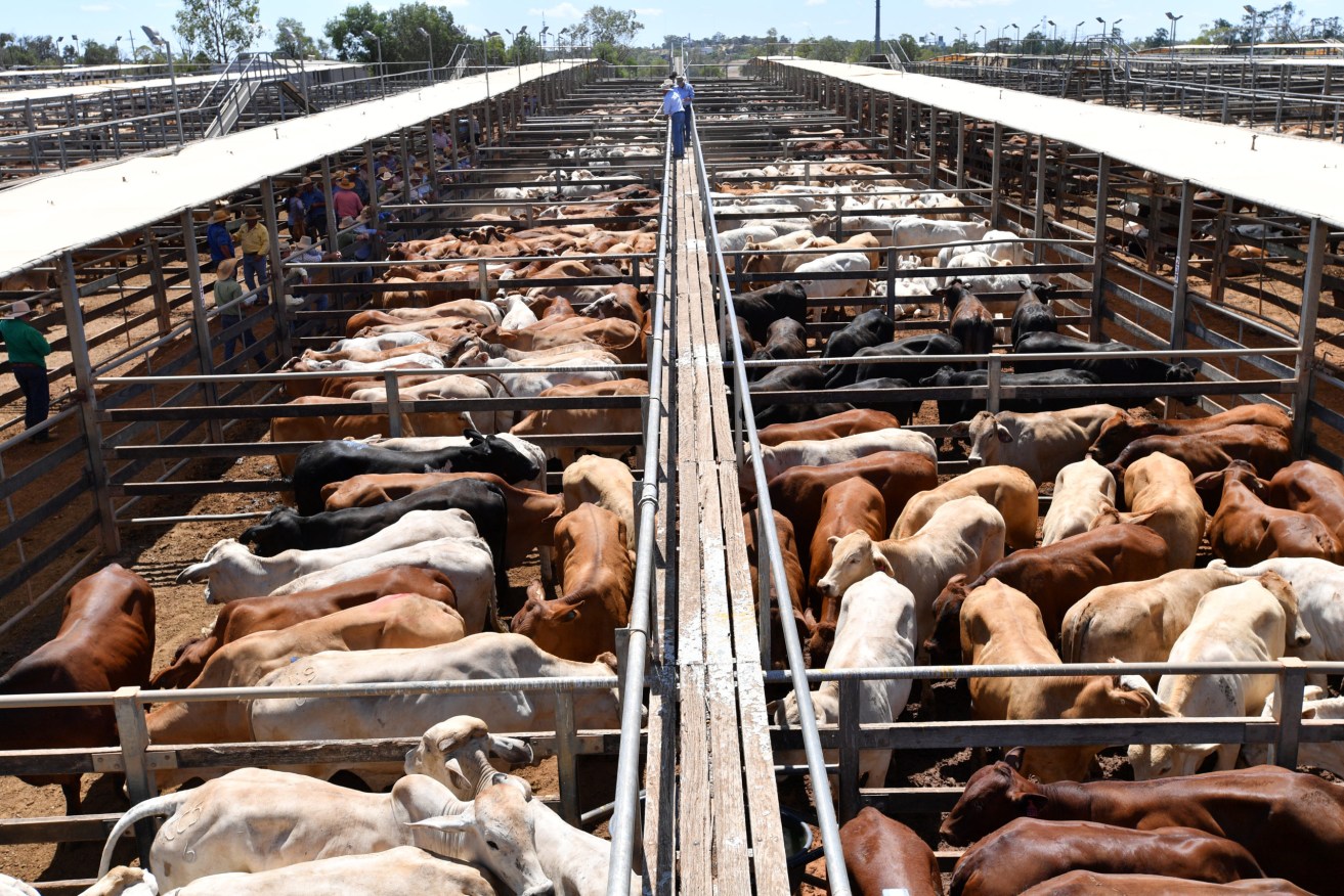 Cattle are seen being readied for auction at the Roma Saleyards in Roma - the saleyard is the largest cattle-selling centre in the Southern Hemisphere with over 400,000 cattle auctioned each year. (AAP Image/Darren England) 