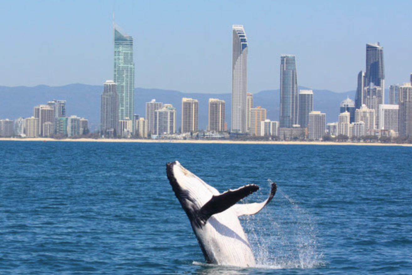 The Gold Coast is tiring of tourism (Photo: Humpbacks and Highrises) 