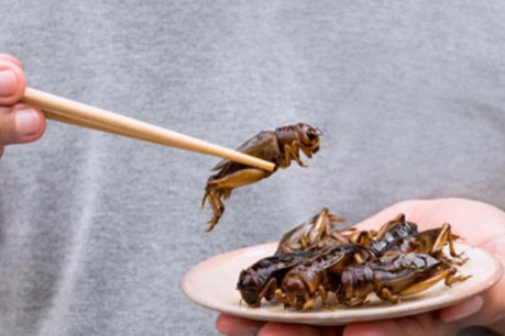 Tummy bugs: Australia can cash in on appetite for edible insects