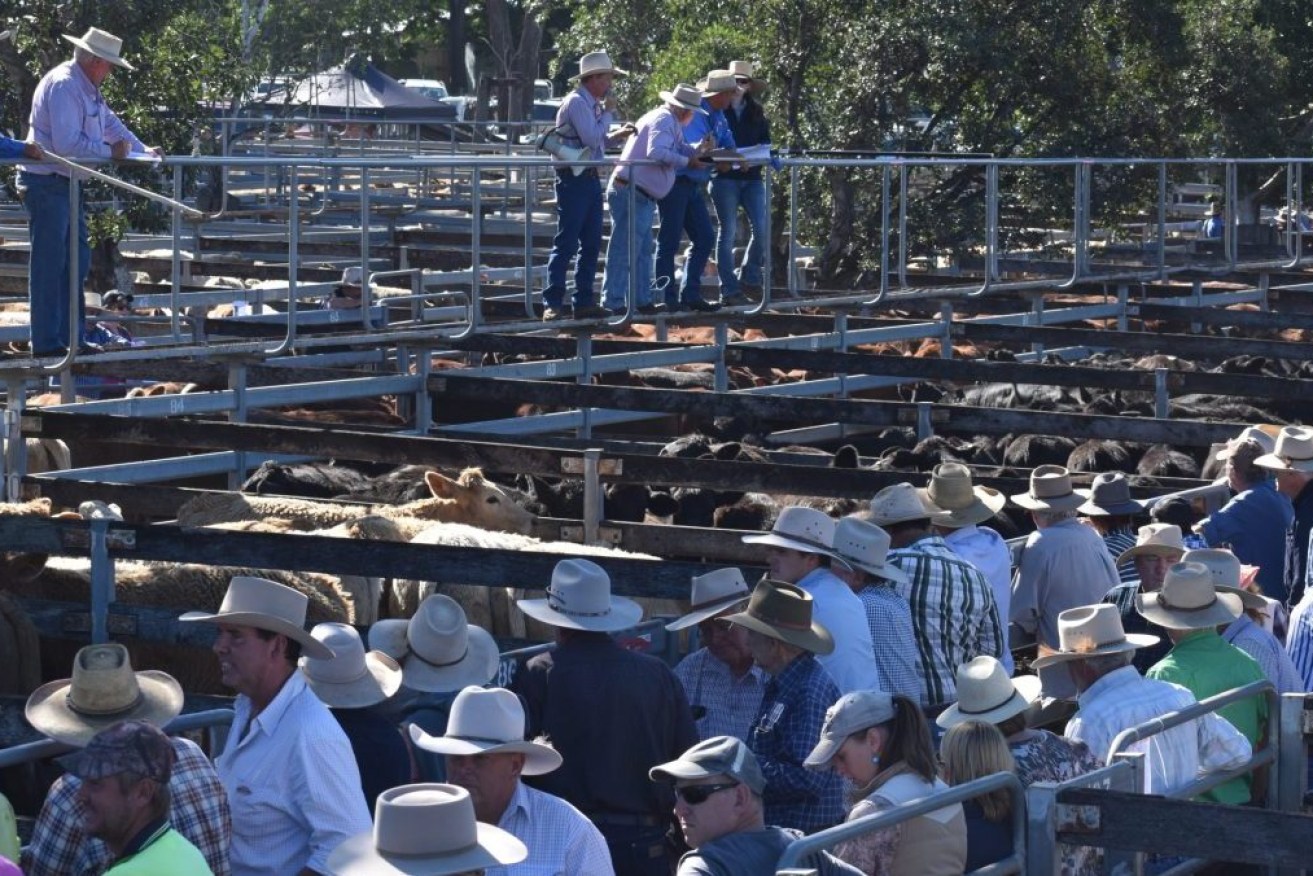 Cattle sales at Toogoolawah in the state's south-east. (Photo: Brad Cooper). 