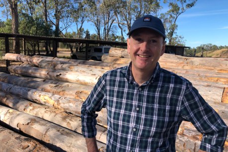 Logged out: Queensland’s timber shortage as inaction sends supplies crashing