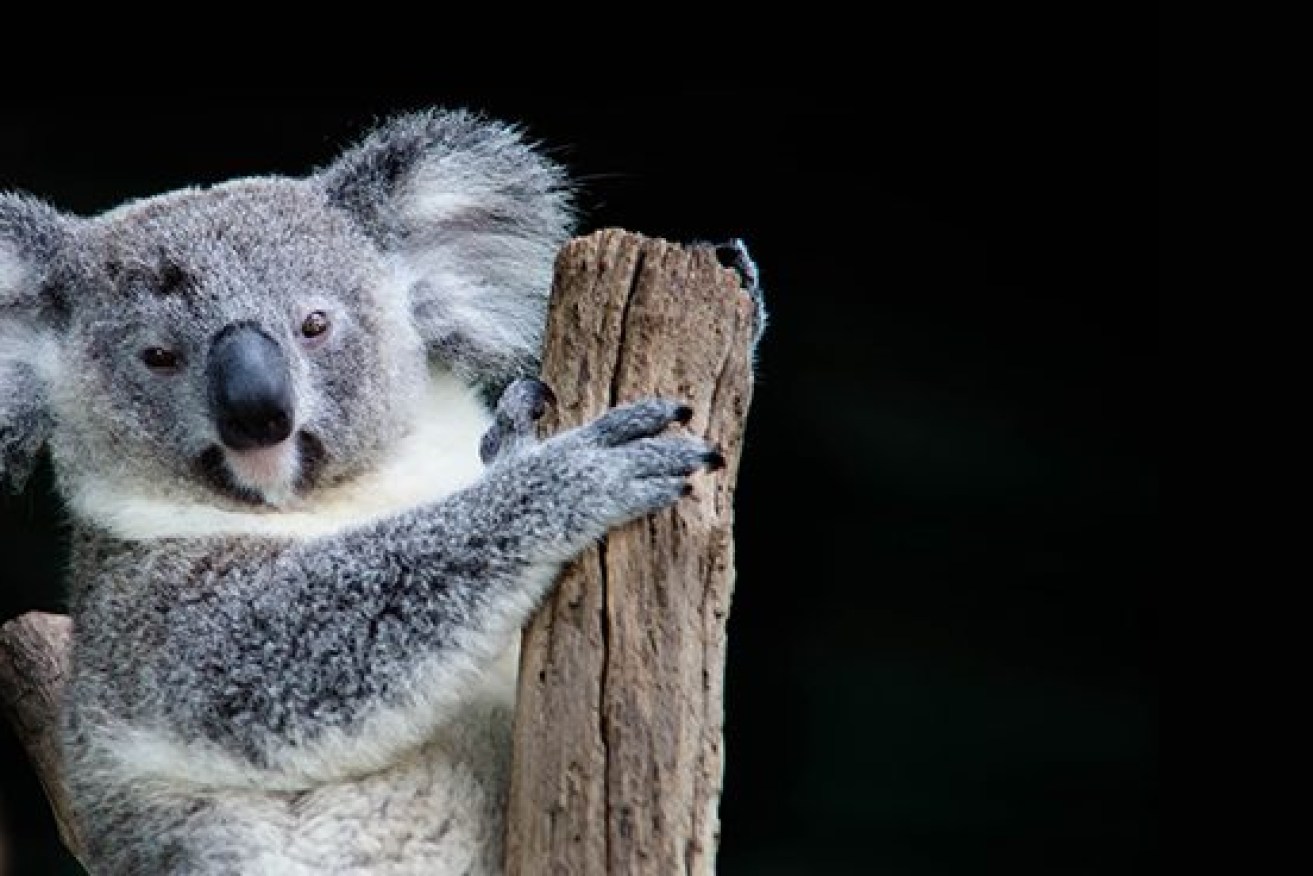 Wildlife parks may face additional taxes under plans by the government (Pic: Supplied)