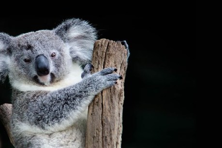 Government clears way for ‘second M1’ with koala conservation zone