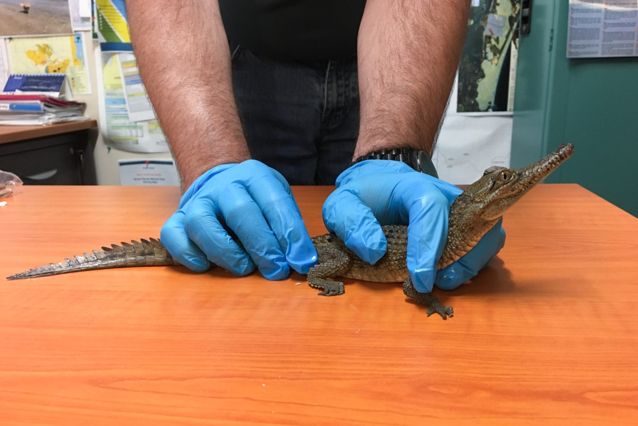 Wildlife officers believe this wild freshwater crocodile hatchling was handed in at a Queensland zoo when an anonymous person decided they didn’t want it anymore. Supplied image. 