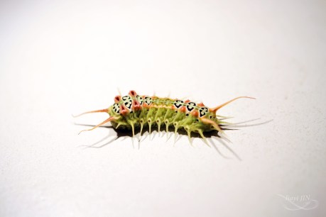 Meet the hairy Brisbane caterpillar helping to unlock medical secrets