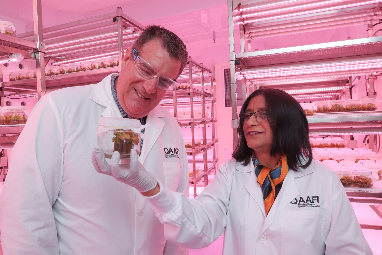 Agriculture Minister Mark Furner and Professor Neena Mitter in an avocado tissue culture lab at the University of Queensland. (Photo: Supplied).
