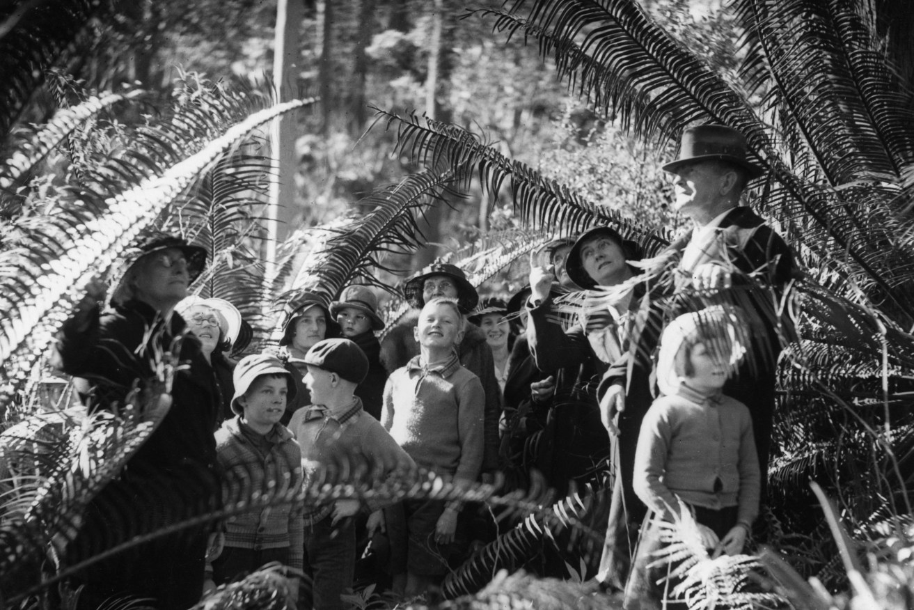 School excursion on Mount Tamborine, 1935. (Image: State Library of Queensland)