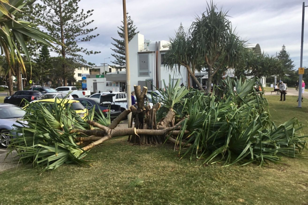 Vandals have cut down 30-year-old pandanus palms at Burleigh on the Gold Coast (photos: supplied)