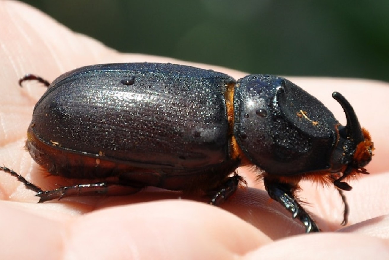 Supplied image of the coconut rhinoceros beetle (ABC)