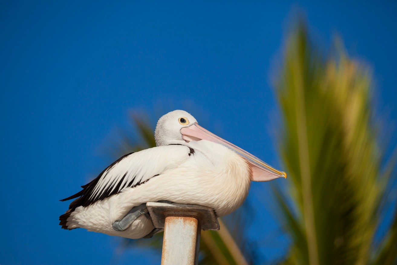 Disposable masks have only added to the environmental pollution risk to seabirds such as pelicans. (Photo by Joshua Prieto / SOPA Images/Sipa USA)