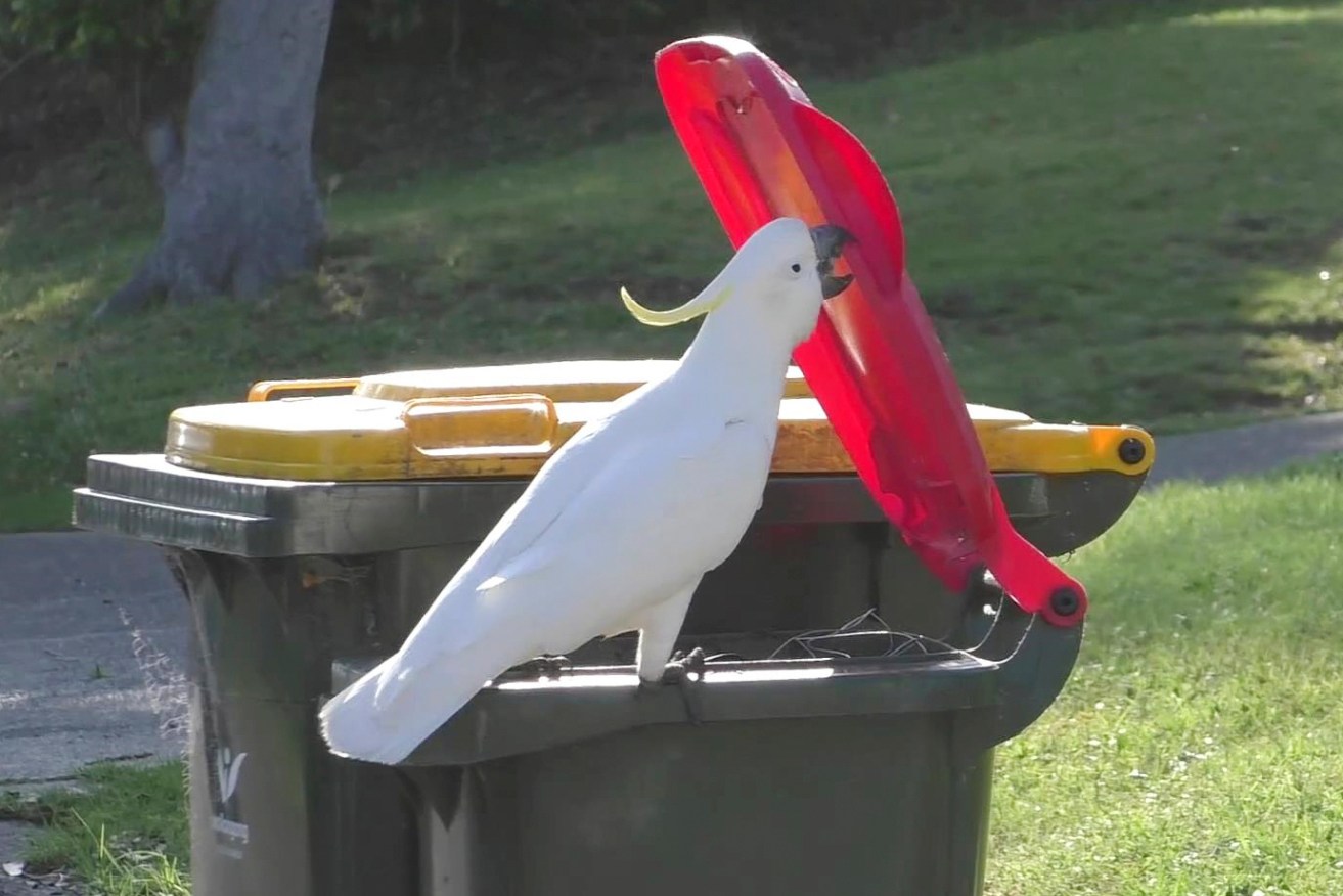 In this 2019 photo provided by researcher Barbara Klump, a sulphur-crested cockatoo opens the lid of a trash can in Sydney, Australia. At the beginning of 2018, researchers received reports from a survey of residents that birds in three Sydney suburbs had mastered the novel foraging technique. By the end of 2019, birds were lifting bins in 44 suburbs. (Barbara Klump/Max Planck Institute of Animal Behavior)