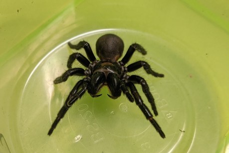 Deadly Fraser Island spider could help you survive a heart attack