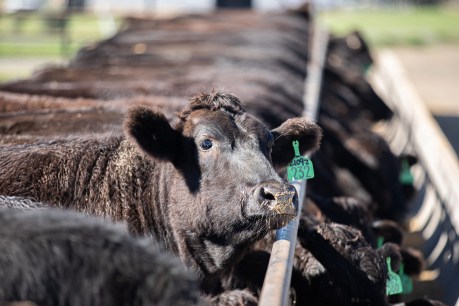 Sweet and sour: Why two banks have sustainable beef on (and off) the menu
