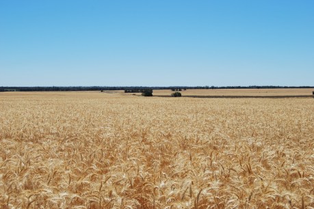 Grain growers buoyed by good season, prices