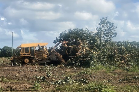 Smashed avos: Farmers not toast yet as growers urged to calm the farm
