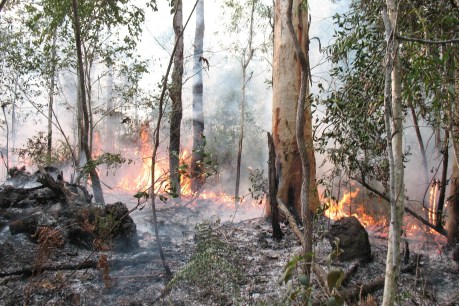 Smoke gets in your eyes: planned burns fire up around Brisbane