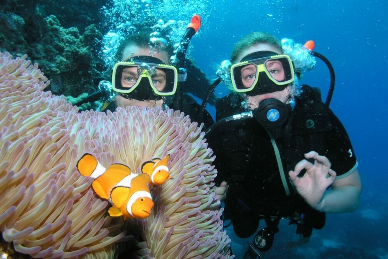 The federal government will take foreign diplomats diving on the Great Barrier Reef to prove it's not in danger (file image).