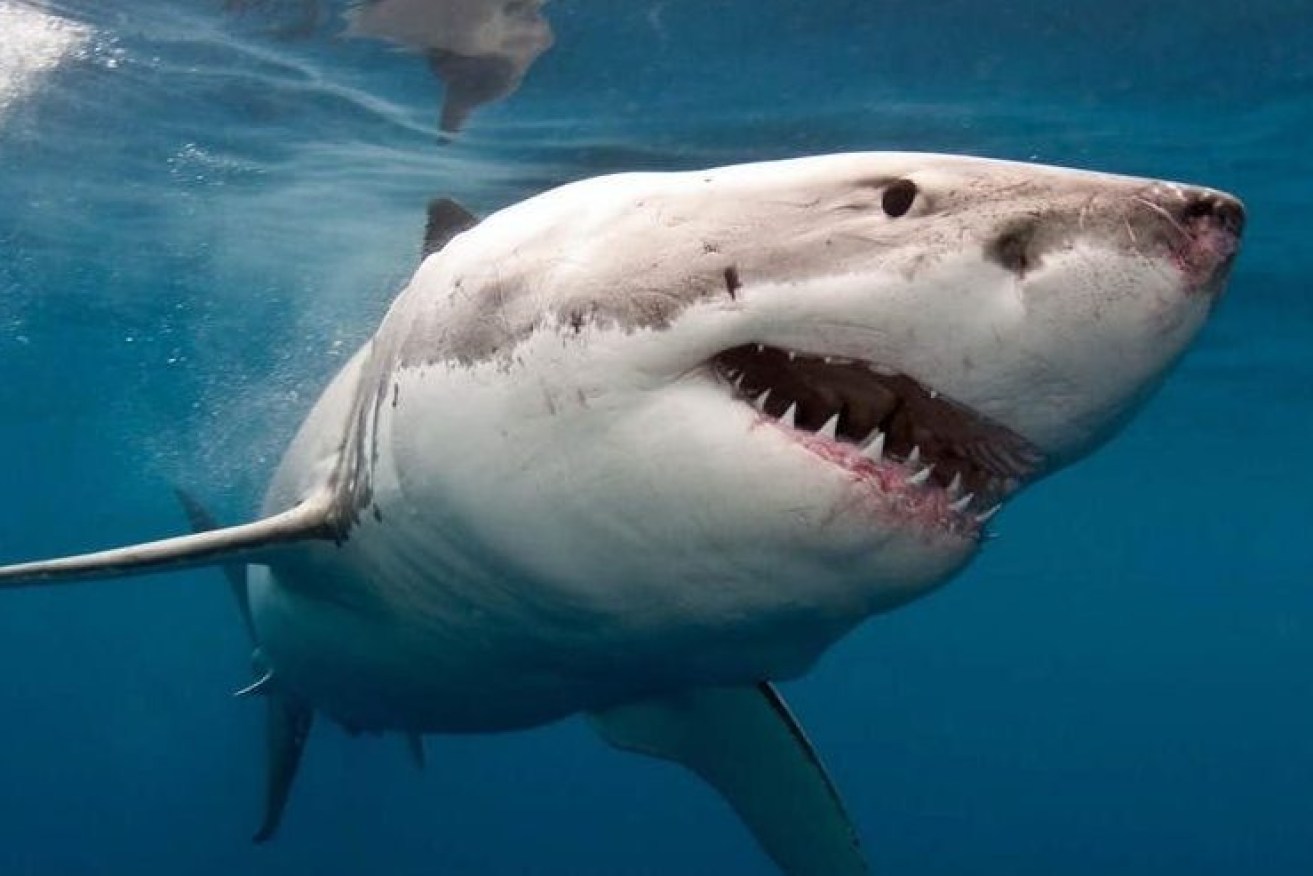 Sharks attacked a vessel and forced the rescue of three people (File image)