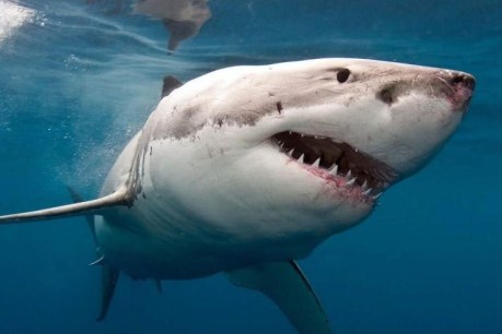 Jumping the shark: Study finds Hollywood images still fuel fears