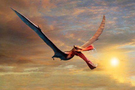 When dinosaurs ruled the earth, this Qld ‘dragon’ ruled the sky