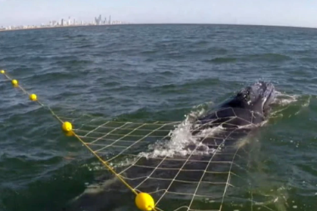 Rescue team working to free whale from shark nets off Gold Coast