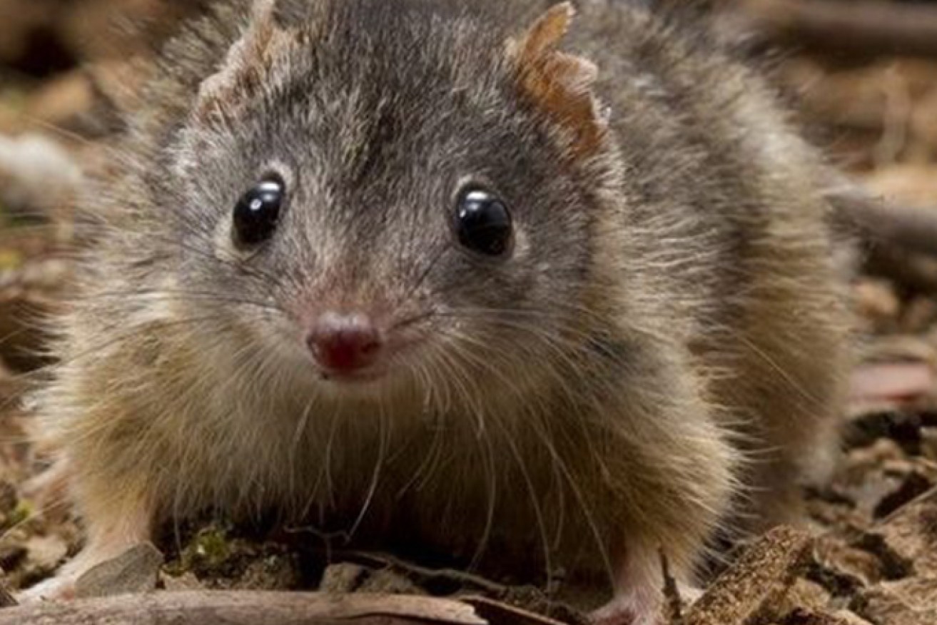 The rare silver-headed antechinus has been discovered in Central Queensland. (Image: supplied).