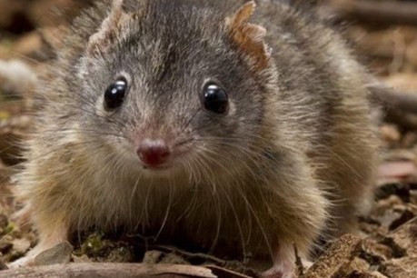 Feared near extinction, Queensland marsupial gets a new lease of life