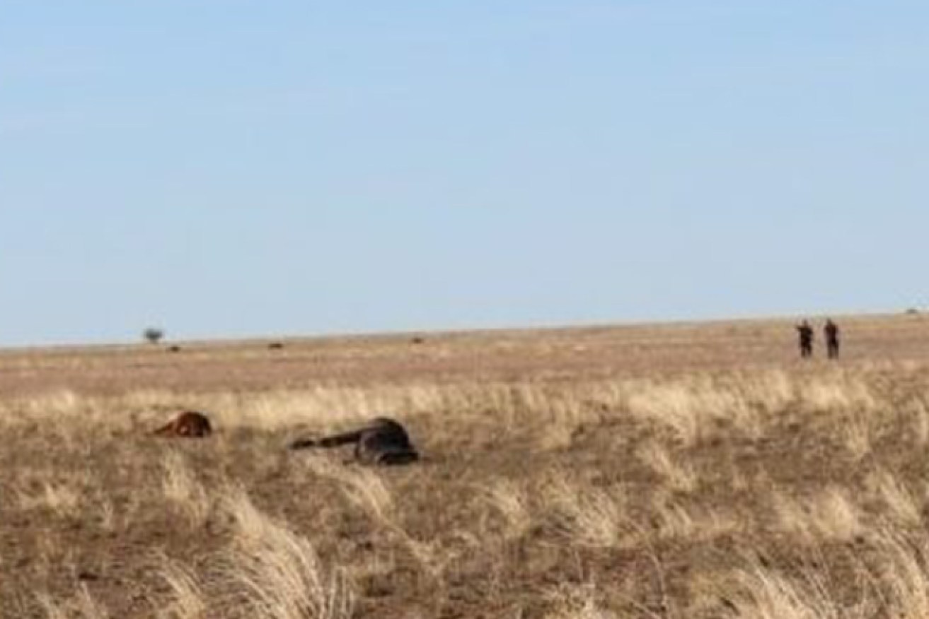 Some of the slaughtered horses are seen in a paddock near Longreach. (Image: Qld Police)