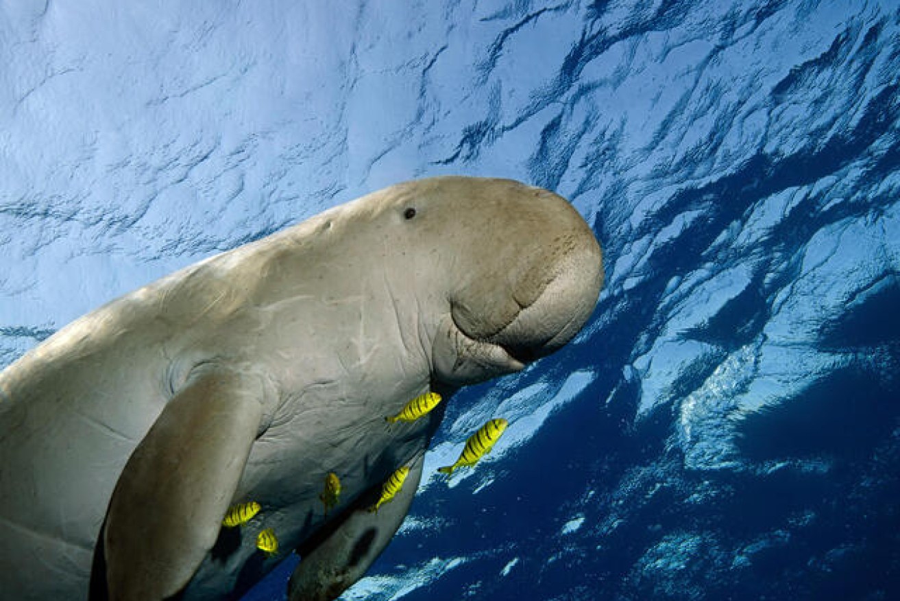 Dugongs have been found to help the growth of sea grasses (Photo: WWF).