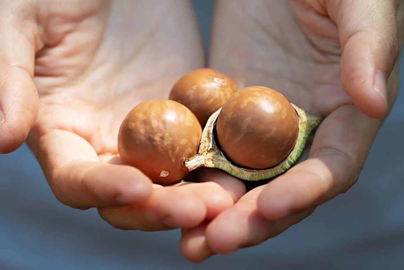 The native macadamia tree could be used to extract minerals