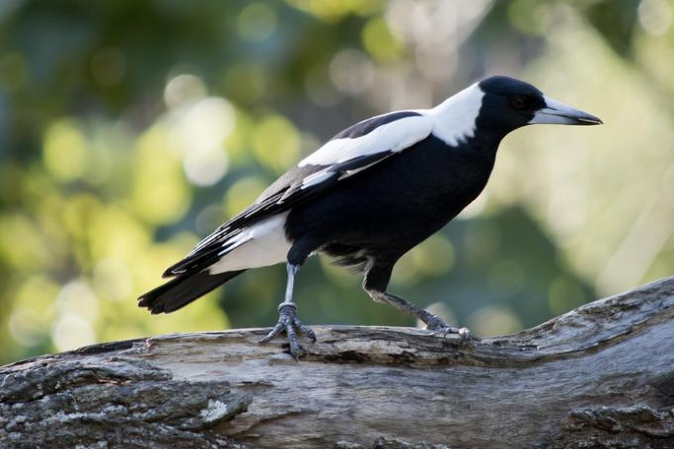 Magpies have interrupted the world cycling championships in Wollongong after swooping at competitors. (File image)