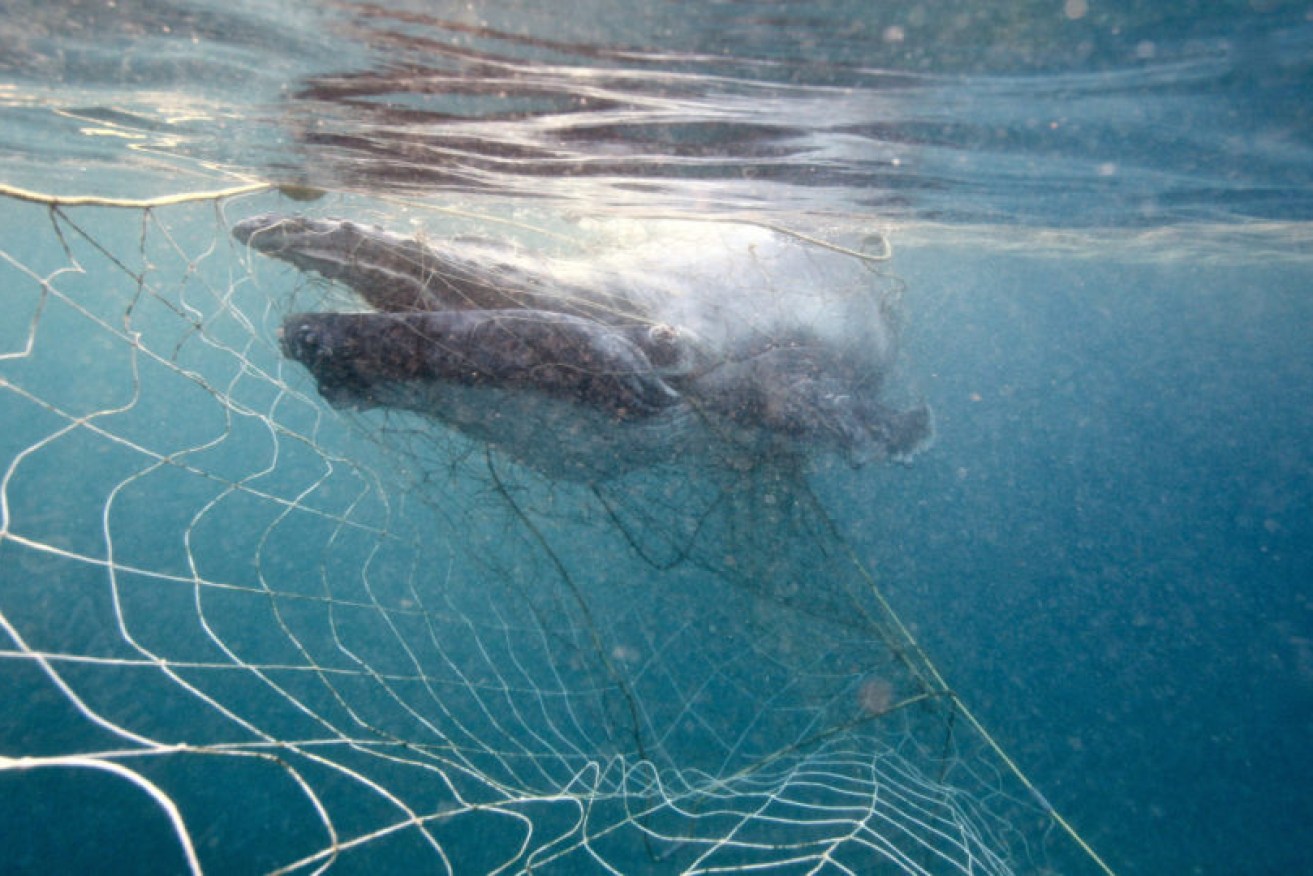 Marine experts have once again questioned the role of shark nets, particularly during whale migration season (Image: AAP)