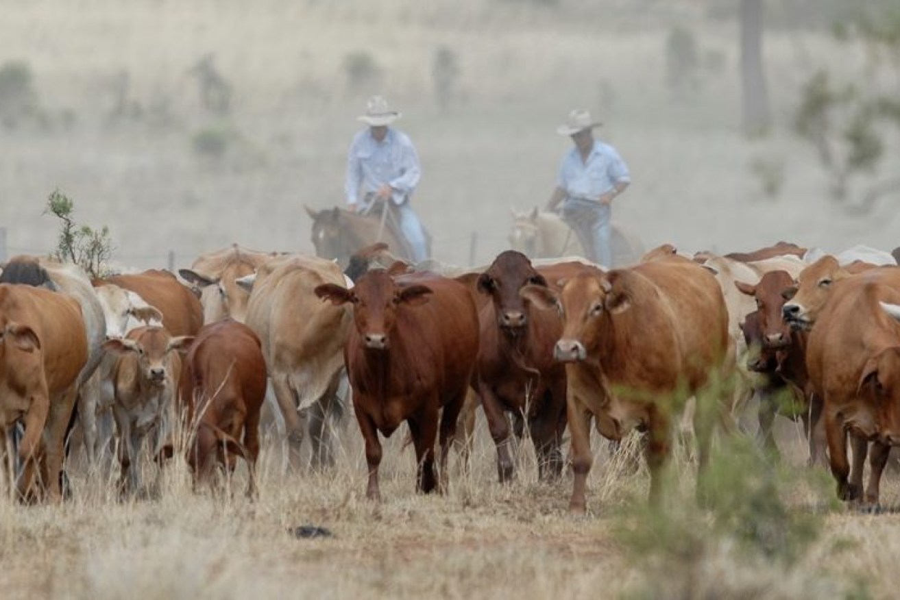Drovers continue to be concerned about the fate of Queensland's iconic stock routes (Photo: Supplied).