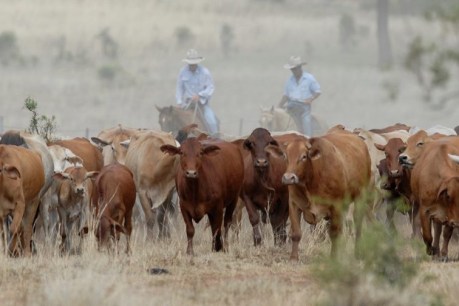 Free-loading cattle could be eating future of Queensland’s iconic long paddock