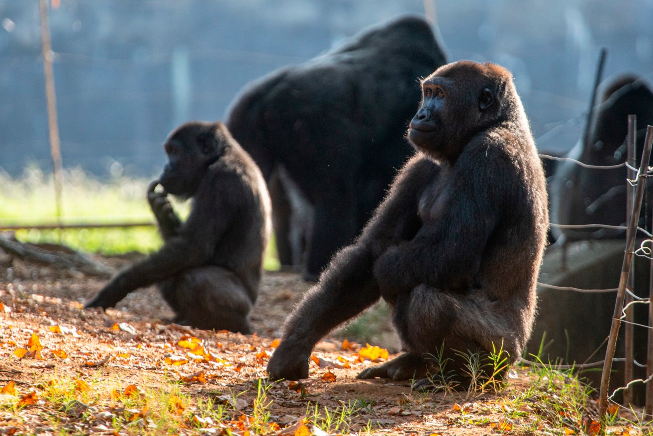 Nearly all of Atlanta Zoo's 20 gorillas are showing symptoms of having contracted the coronavirus from a zoo staff worker, according to zoo officials.  (AP Photo/Ron Harris)