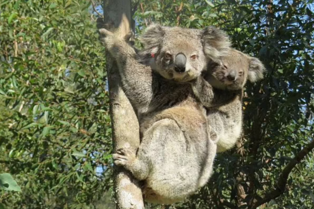 From the Embers: Joey caps koala’s amazing tale of bushfire survival