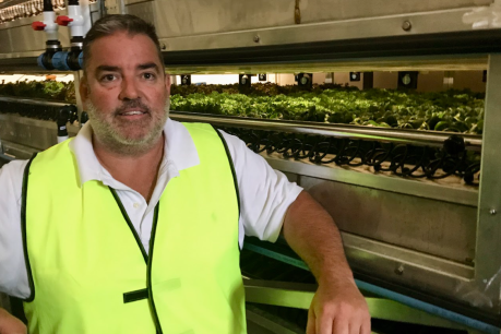 Vertical farm looks for seed capital to take off
