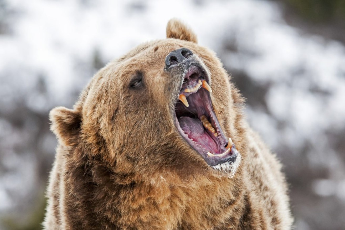 The ASX is heading towards a bear market 