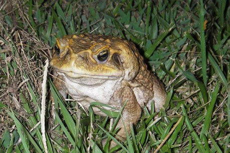 New lure may deliver the final croak to millions of cane toads