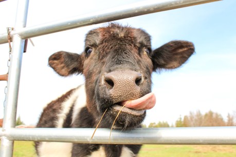 Cows potty trained to use ‘MooLoo’ – and they’re better at it than toddlers