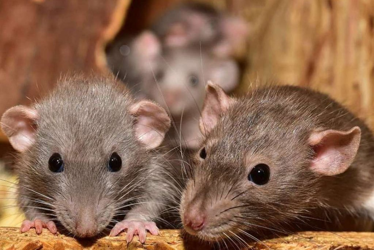 Scientists have found a technique to allow male mice to mate with males (Image: Supplied)